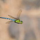 Emperor dragonfly (Anax imperator)