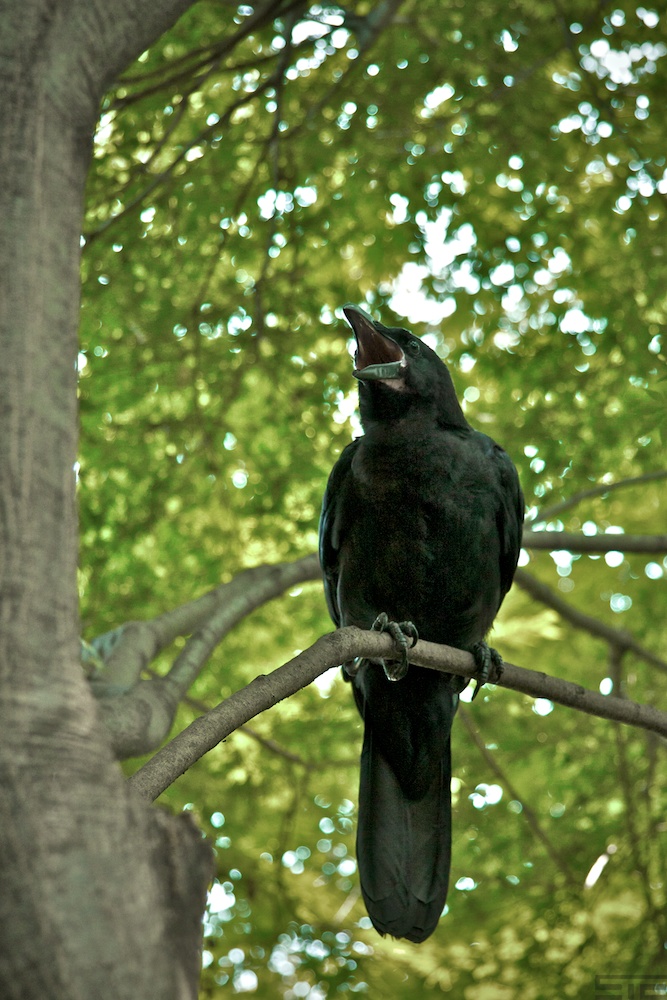 Emperor Garden Crow
