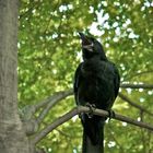 Emperor Garden Crow