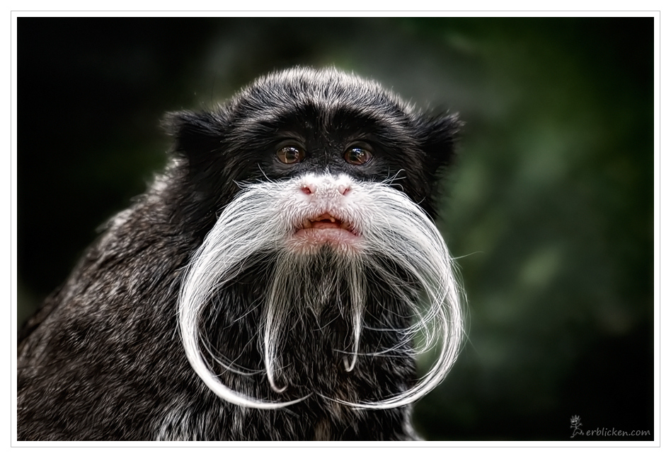 Emperor Tamarin