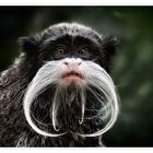 Emperor Tamarin