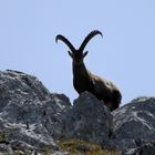 Empfang am Gipfel des Schneibstein