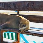 Empfang auf Galapagos