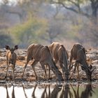 Empfang in Etosha