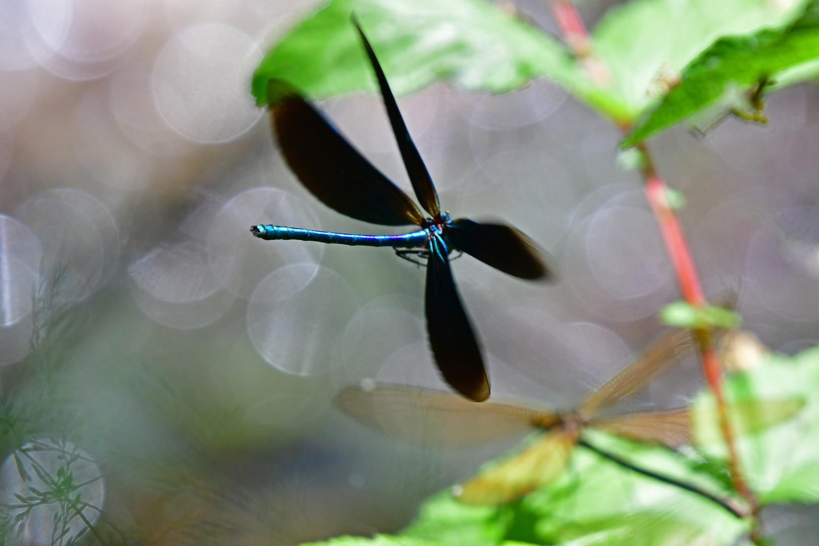 Empfang mit offenen Armen: Blauflügel-Prachtlibelle (Calopteryx virgo)