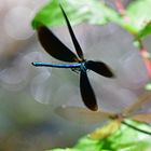 Empfang mit offenen Armen: Blauflügel-Prachtlibelle (Calopteryx virgo)