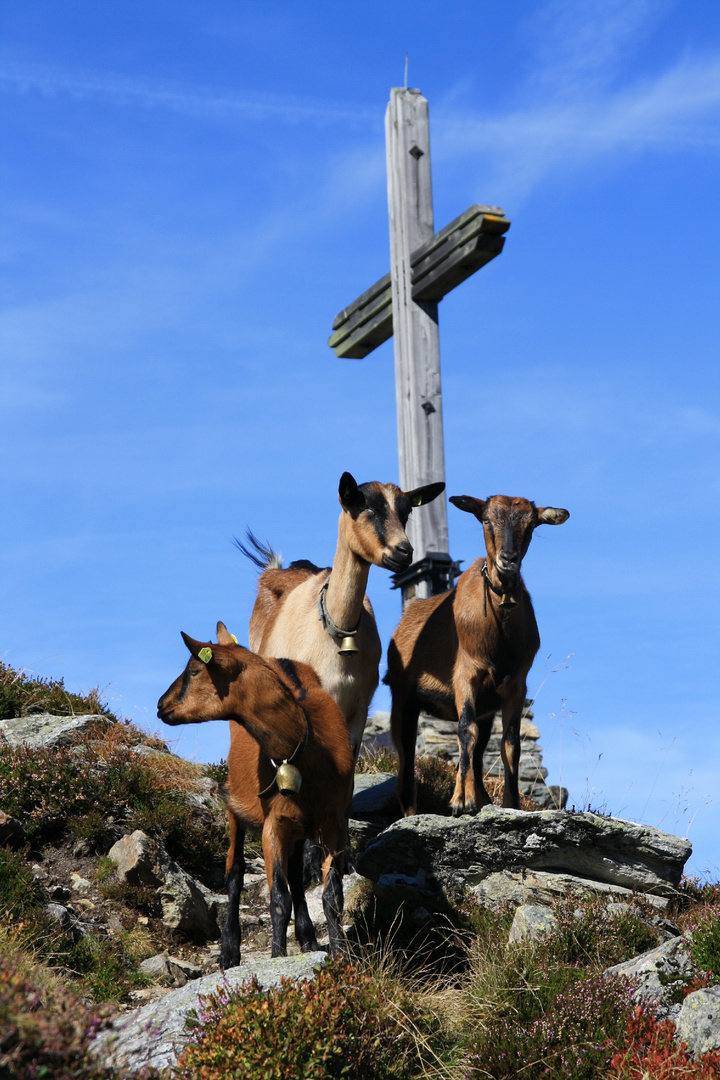 Empfangskomitee am Gipfelkreuz