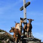 Empfangskomitee am Gipfelkreuz