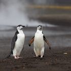 Empfangskomitee auf Deception Island