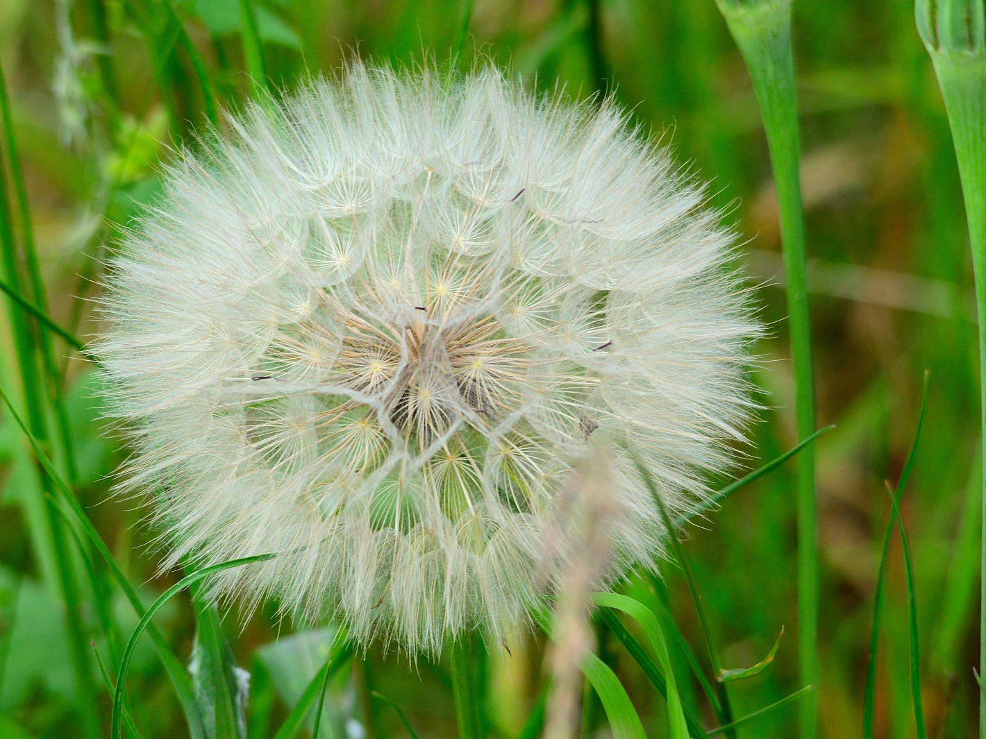 Empfindliche  Schönheit, delicate beauty,  belleza delicada 