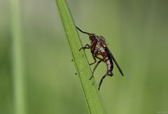 Empididae (Tanzfliege)