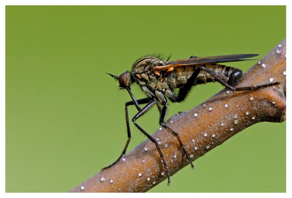 Empidide, Empis tessellata mâle