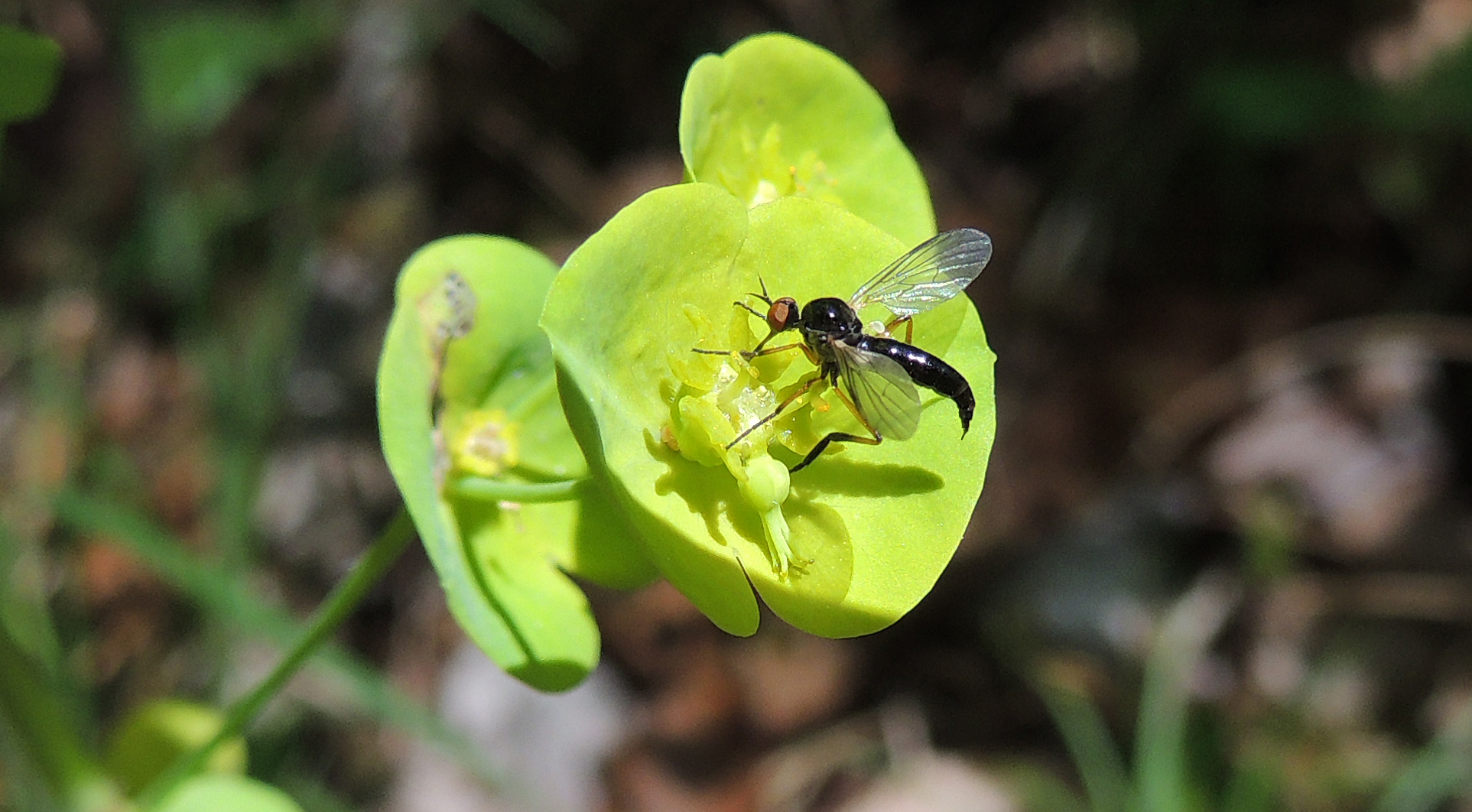 Empididiae Empis Nigritarsis