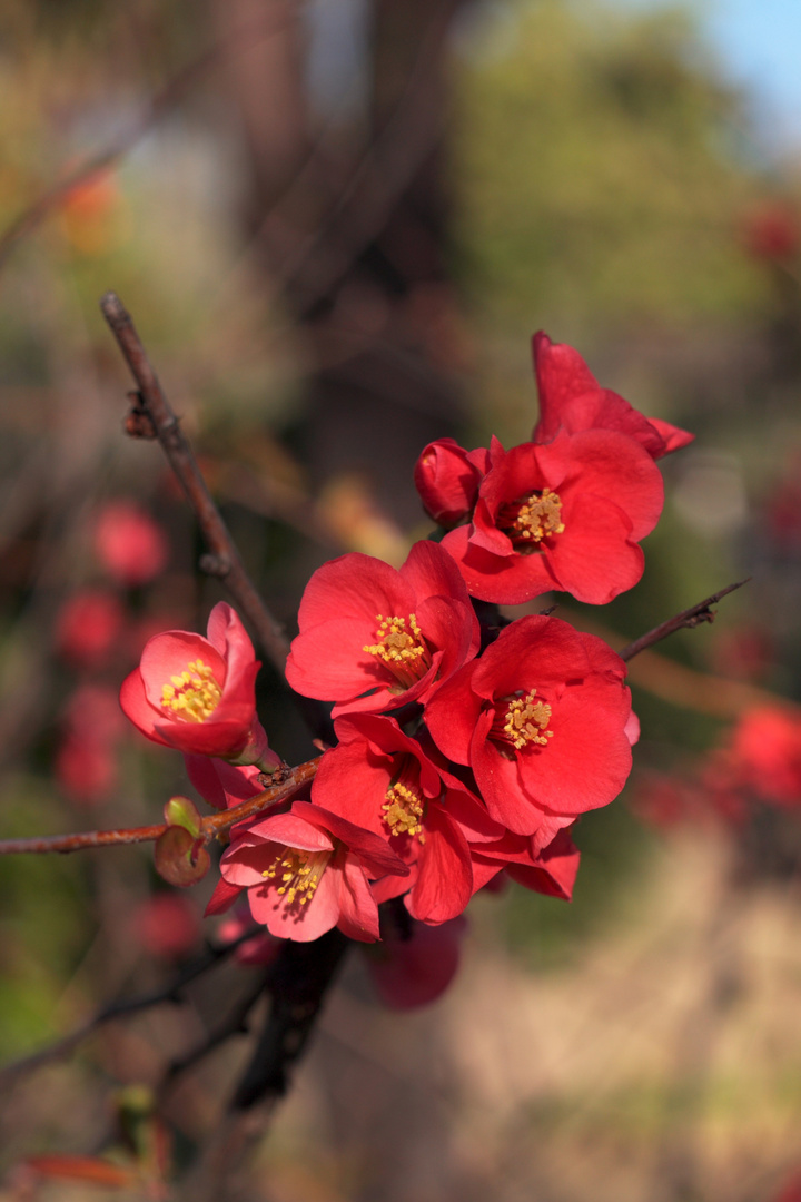 empieza la primavera 