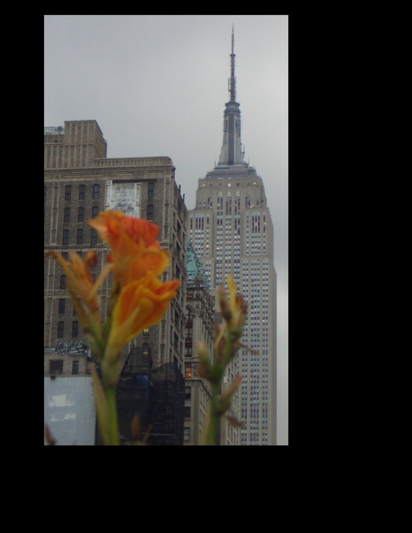 empire state building hinter magnolie