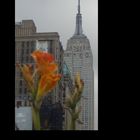 empire state building hinter magnolie