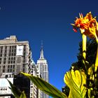 Empire State Building vom Madison Square aus gesehen