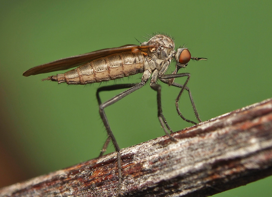 Empis