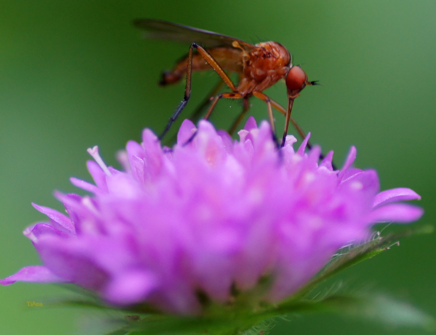 Empis digramma