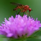 Empis digramma