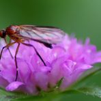 Empis digramma 1