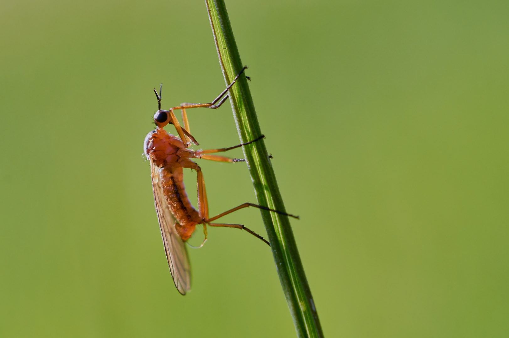 Empis digramma