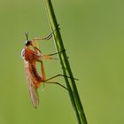 Empis digramma