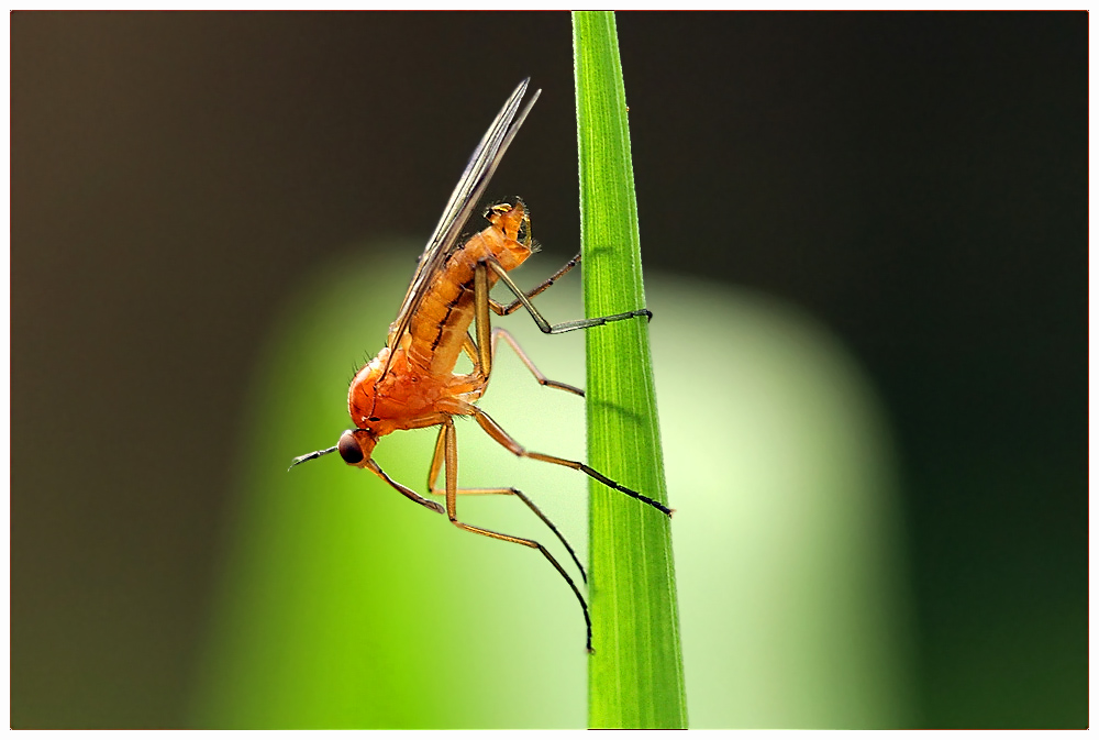 Empis digramma