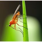 Empis digramma