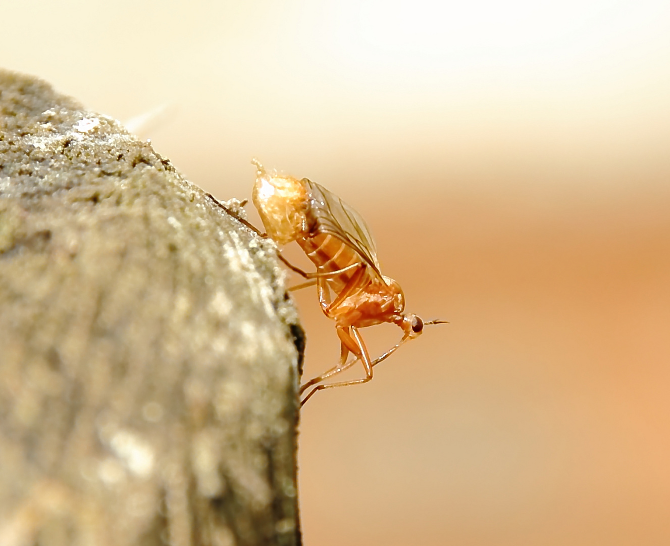 Empis livida Befreiungsversuch aus der Puppenhülle