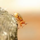 Empis livida Befreiungsversuch aus der Puppenhülle