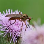 Empis livida_m