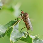 Empis livida_w