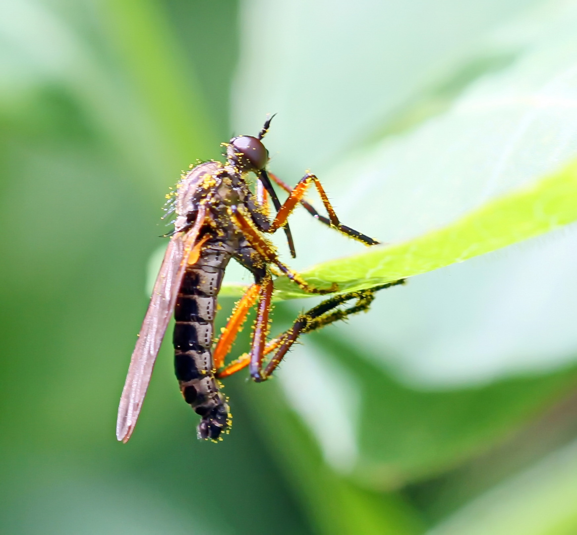 Empis opaca