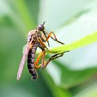 Empis opaca