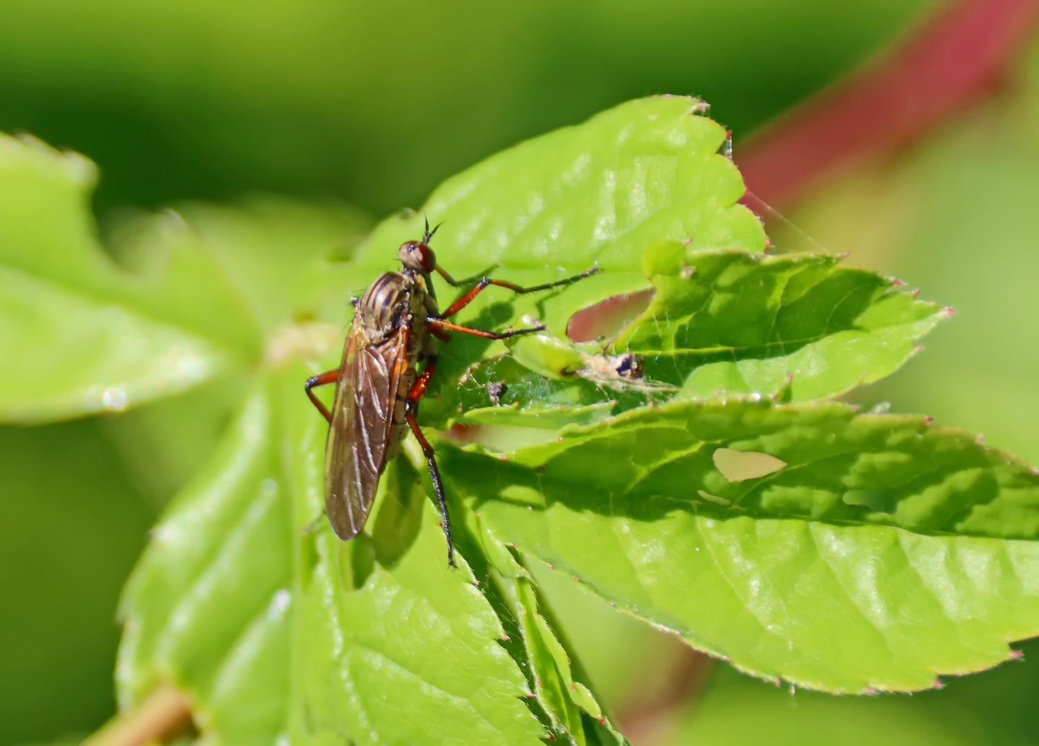 Empis opaca