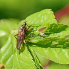 Empis opaca