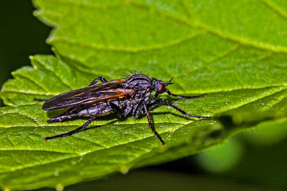 Empis tesselata