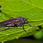 Empis tesselata