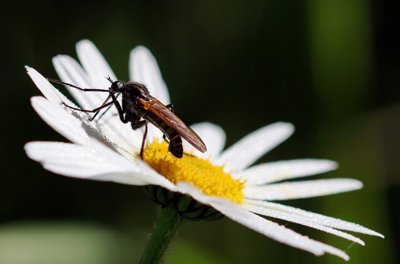 Empis tesselata