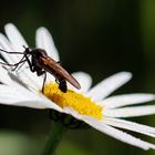 Empis tesselata