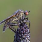 Empis tesselata