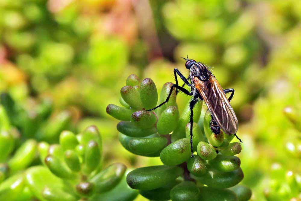 Empis tesselata