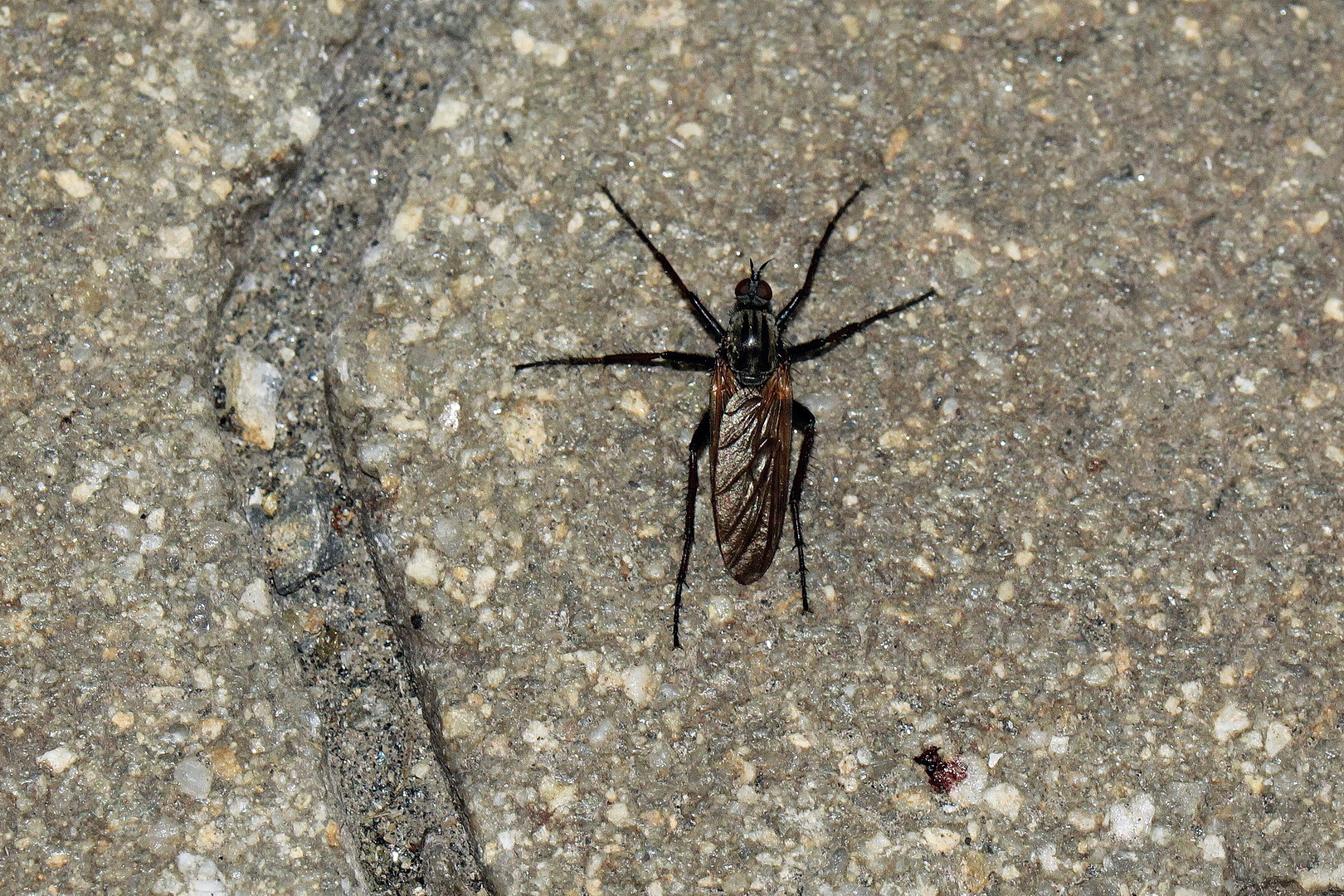 Empis tessellata