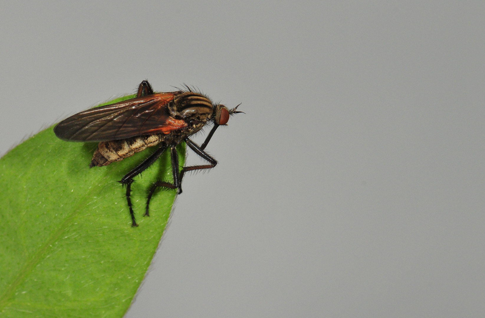 Empis tessellata