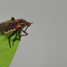 Empis tessellata