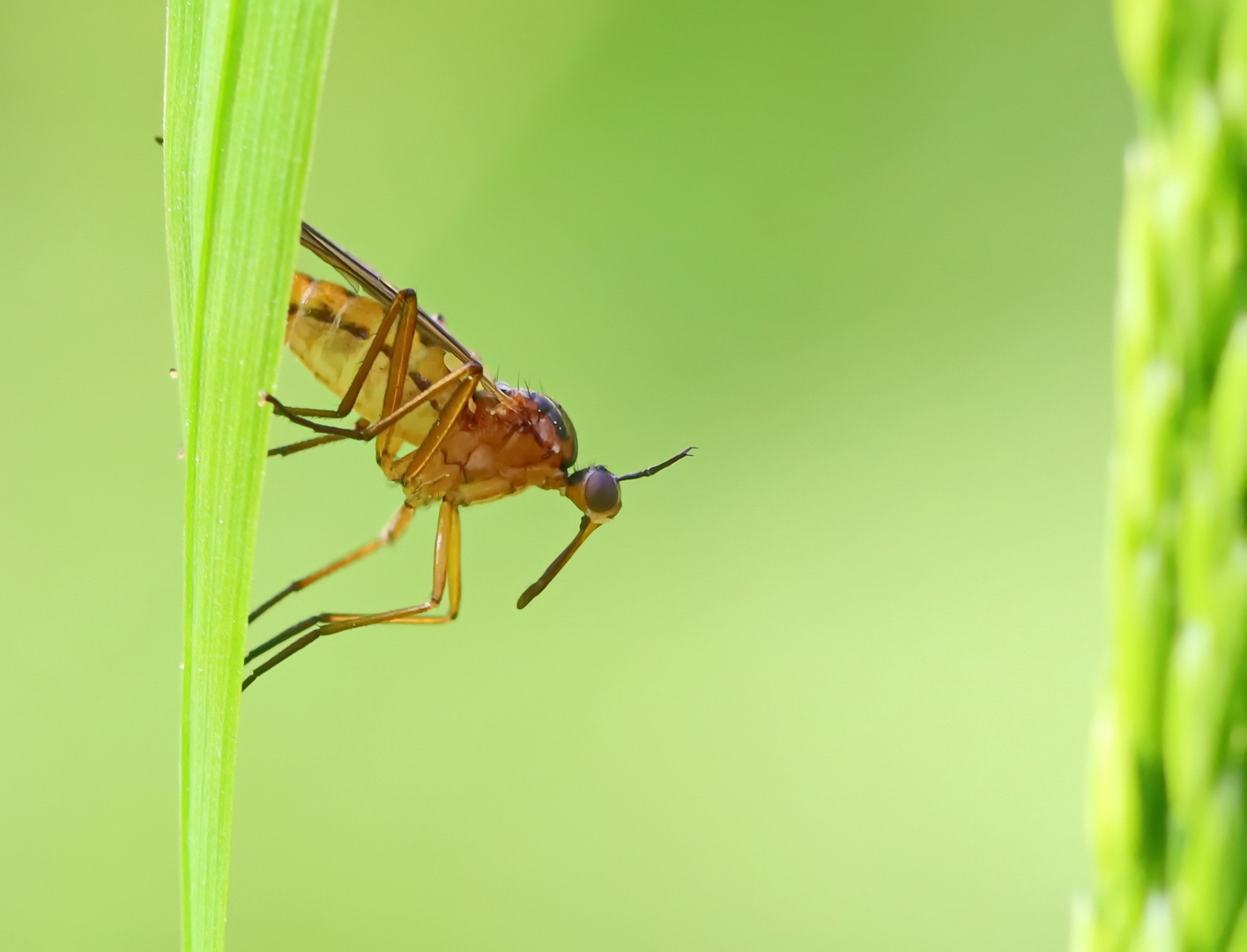 Empis trigramma