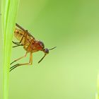 Empis trigramma