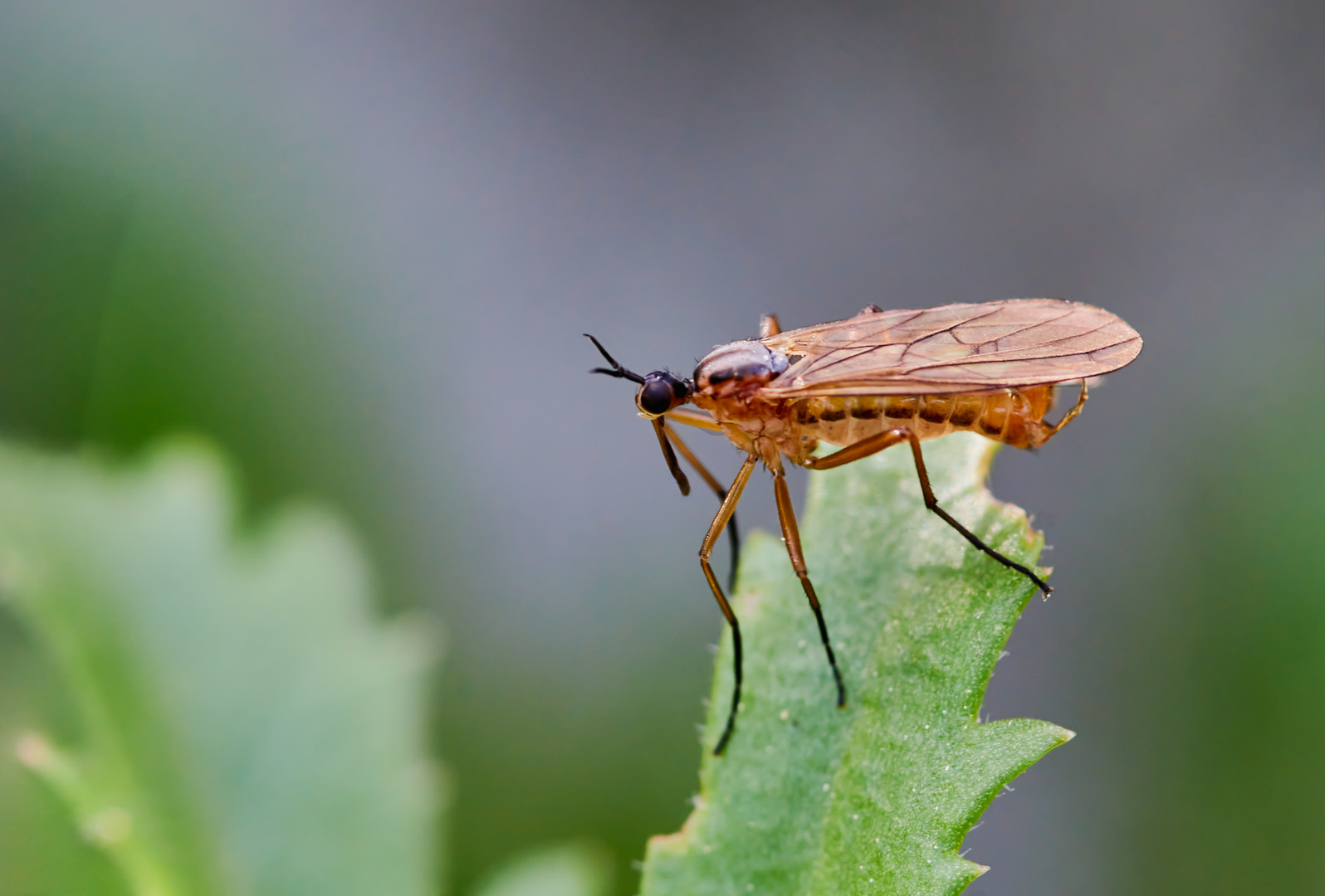 Empis trigramma