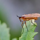 Empis trigramma